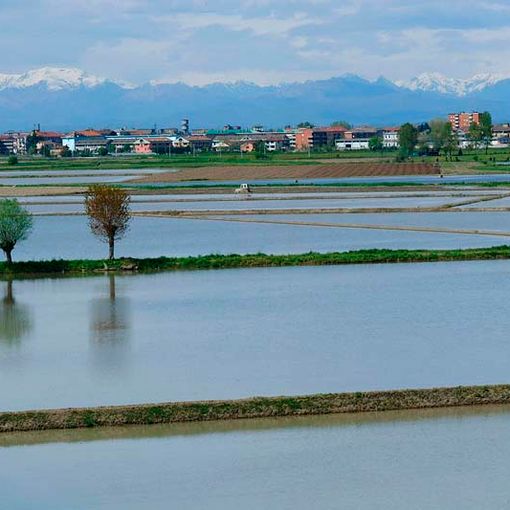 Il clima pazzo penalizza le coltivazioni piemontesi, ma il colpo di grazia arriva dall'inflazione