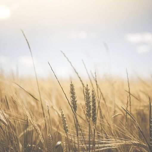 Aperto il bando per la formazione dei consulenti in agricoltura