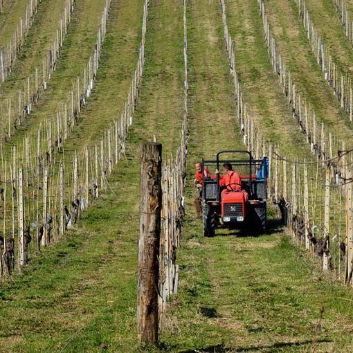 Imprenditoria giovanile, Coldiretti Piemonte: &quot;Servono semplificazioni per l'accesso alla terra&quot;