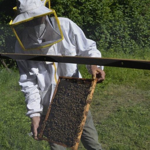 Dalla regione 1,6 milioni di euro per oltre quattrocento apicoltori piemontesi