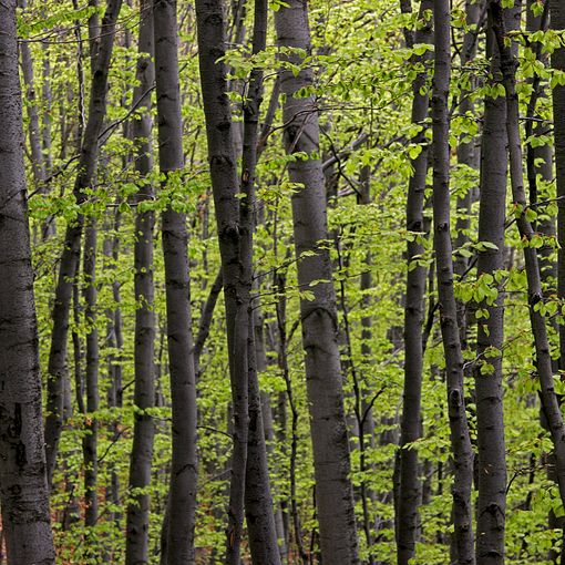 &quot;Laboratorio bosco&quot;: un progetto della Provincia per valorizzare la filiera forestale