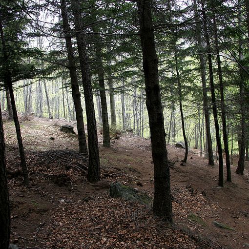 Una legge regionale per il settore forestale
