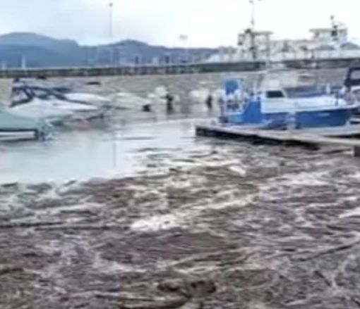 Torna la &quot;buzza&quot;: il comune di Verbania autorizza la raccolta della legna