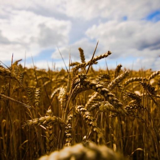 &quot;Prezzo del pane in aumento, serve etichetta d’origine&quot;
