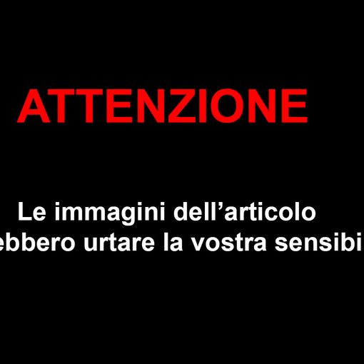 ''Il lupo è sempre più un pericolo: più di 100 capi uccisi negli ultimi mesi''