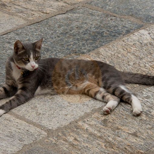 Stresa, Lav fa chiarezza sulle sterilizzazioni della colonia felina