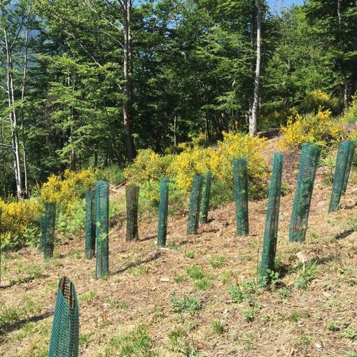 Le scuole del Vco celebrano la Giornata nazionale degli alberi
