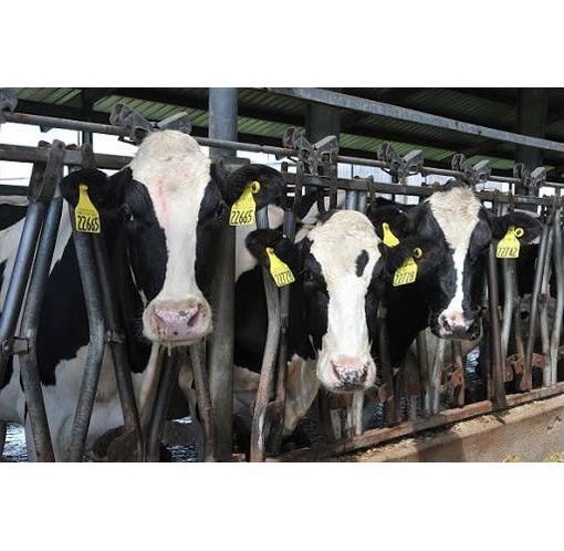 Riduzione emissioni di ammoniaca in agricoltura, il consiglio regionale approva la delibera