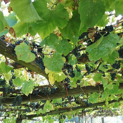 Dalla Regione 7.5 milioni per promuovere i vini piemontesi