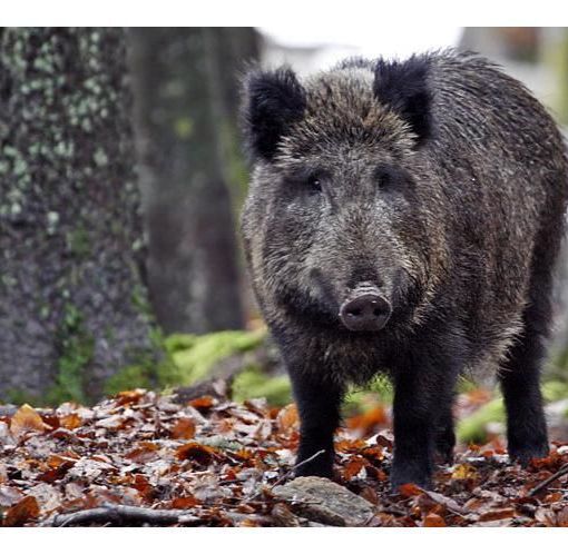 Peste suina in Piemonte: “Un commissario straordinario per la fauna selvatica”
