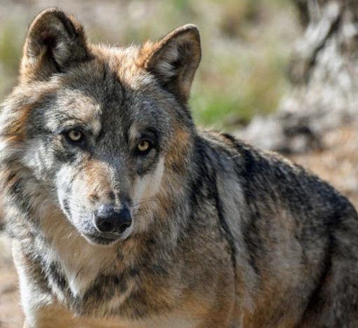 &quot;Il lupo non ha più bisogno di essere una specie protetta&quot;: presenza in crescita in Piemonte
