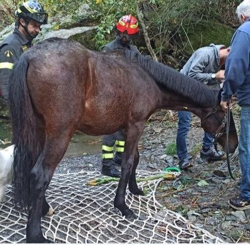 Puledro salvato da un elicottero dei vigili del fuoco dopo un volo di 100 metri   VIDEO