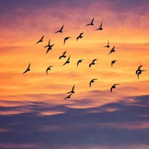 Giornata Mondiale: si celebra il legame tra natura e cultura attraverso la migrazione degli uccelli