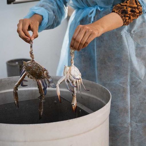 Per Artusi il granchio blu e’ un business ma anche un aiuto ai pescatori