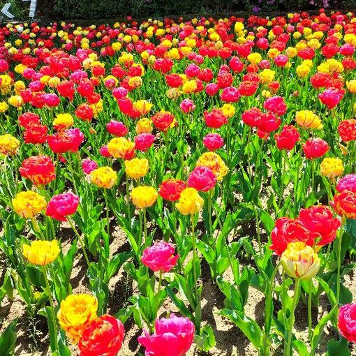 Verbania accoglie la primavera con la Festa delle Bulbose