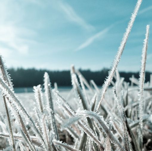 Raccolti distrutti dalle gelate, gli agricoltori piemontesi chiedono lo stato di calamità naturale