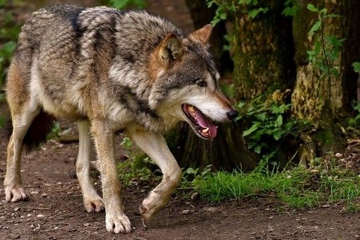 L'ufficio ambiente dice no all’abbattimento di due lupi a Stagias