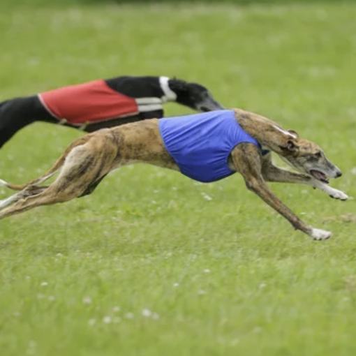 Greyhound Racing - Come scommettere sui levrieri?