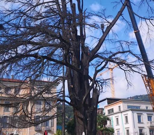 Stresa, addio al secolare cedro di villa Ducale