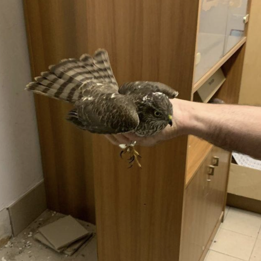 Rapace bloccato tra le vetrate del centro commerciale, salvato dai Vigili del fuoco