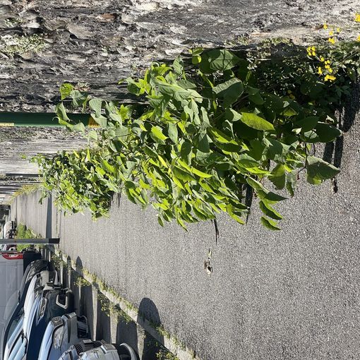 Verde pubblico: a Verbania è scoppiata la polemica per lo scarso livello di manutenzione