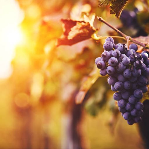 I vini vegan protagonisti a Stresa