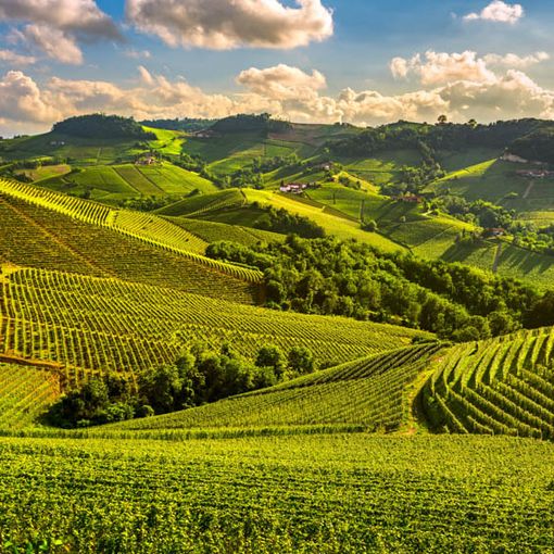 Sul Lago Maggiore prima edizione dell'evento dedicato ai vini vegani