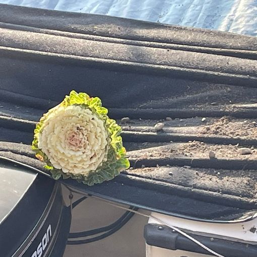 A Omegna danneggiate le aiuole di lungolago Buozzi