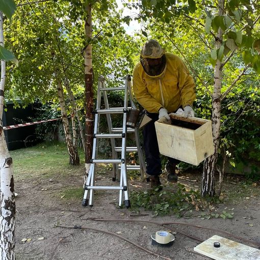 Omegna, nido di api al parco Alessi