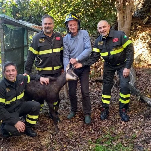 Il dottor Calligarich non si occuperà più dell'assistenza agli animali selvativi. Il sindacato dei Vigili del fuoco chiede che si trovi una soluzione