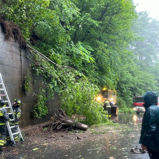 Valle Strona, pianta si abbatte sulla strada