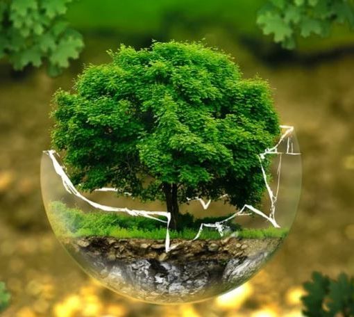 Insieme per l'ambiente: una giornata di pulizia del bosco di Cavandone