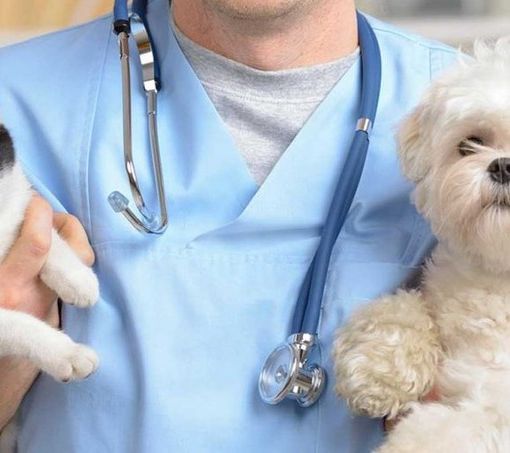 L’assessore Caucino inaugura l’ambulatorio veterinario sociale
