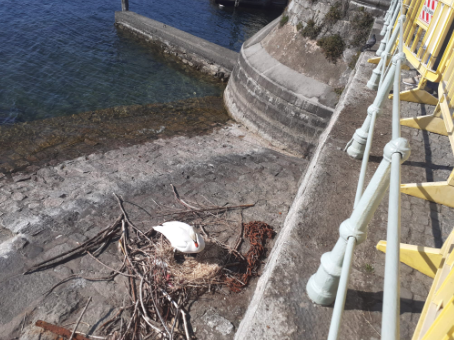 Pallanza, una o due volpi hanno ucciso mamma cigno e portato via le uova