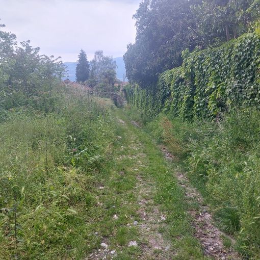 “Troppi forasacchi ad Antoliva e ogni passeggiata mette a rischio il mio cane”