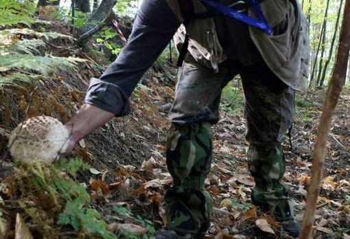 Canton Ticino, giro di vite sulla raccolta funghi: multa per 2.700 franchi per dodici cercatori italiani nel bellinzonese