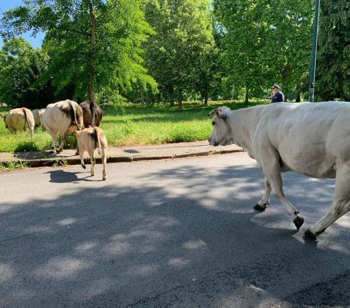 Allevamento razza Piemontese, Coldiretti: &quot;Misure efficaci per rilanciare un comparto fondamentale&quot;