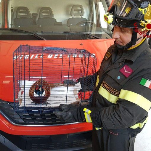 Un fagiano bloccato all'interno del supermercato Tigros salvato dai Vigili del fuoco