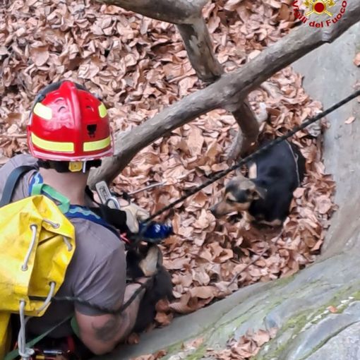 Soccorso dei vigili del fuoco a un cane caduto in un canalone sulle alture di Stresa
