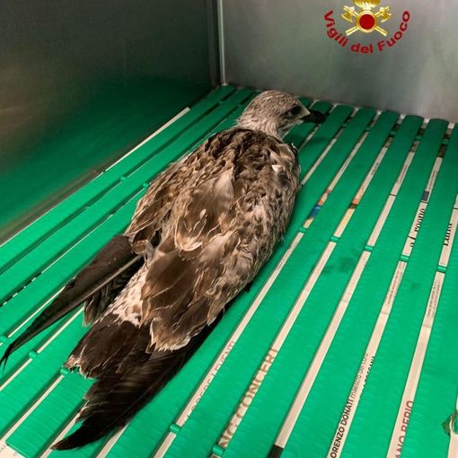 Vigili del fuoco volontari di Stresa salvano un gabbiano reale ferito