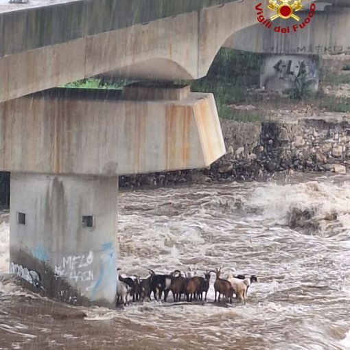Vigili del fuoco salvano capre e pecore bloccate nelle acque del torrente Strona  FOTO e VIDEO