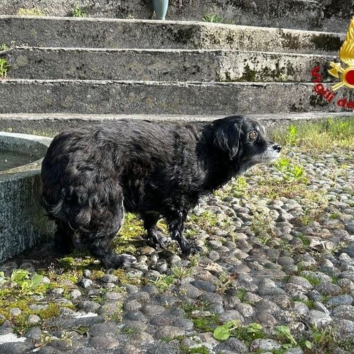 Cane cieco cade in un dirupo, salvato dai vigili del fuoco   VIDEO
