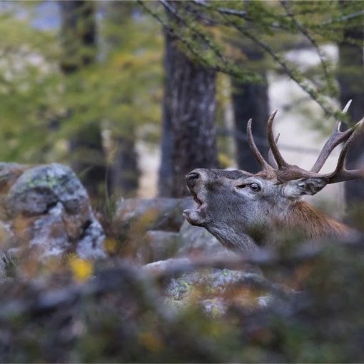 Dall’Ossola al Ticino: racconti di biodiversità
