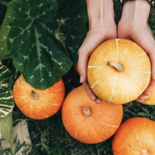 Via alla diciottesima Sagra della Zucca di Omegna