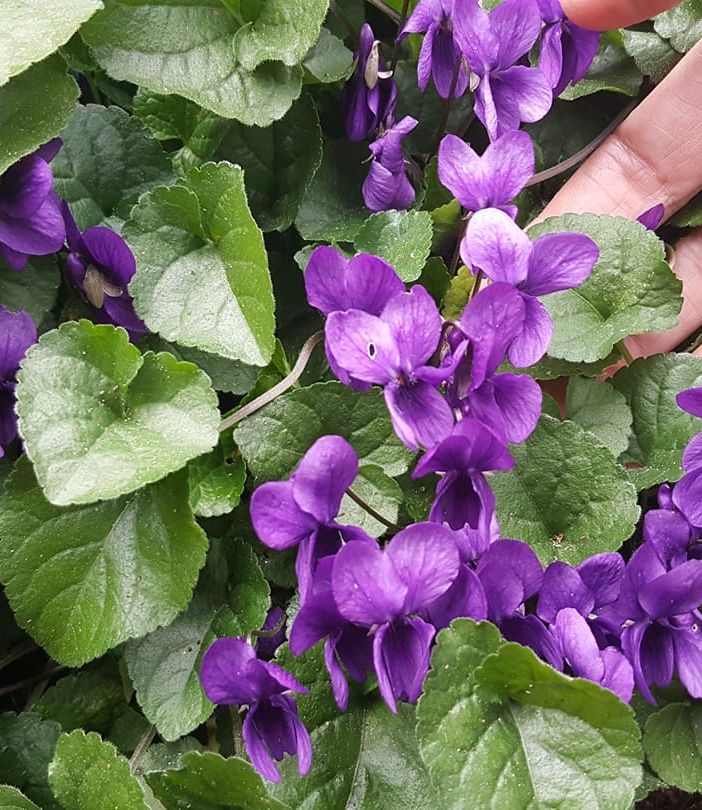 Curiosità. Aspettando la primavera, sbocciano le violette