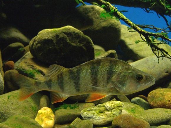 Sagra dei Pescatori in piazza San Vittore dal 2 al 4 Settembre