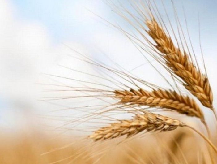 Invasione di grano canadese in Italia: allarme Coldiretti per il rischio di danni al settore agricolo