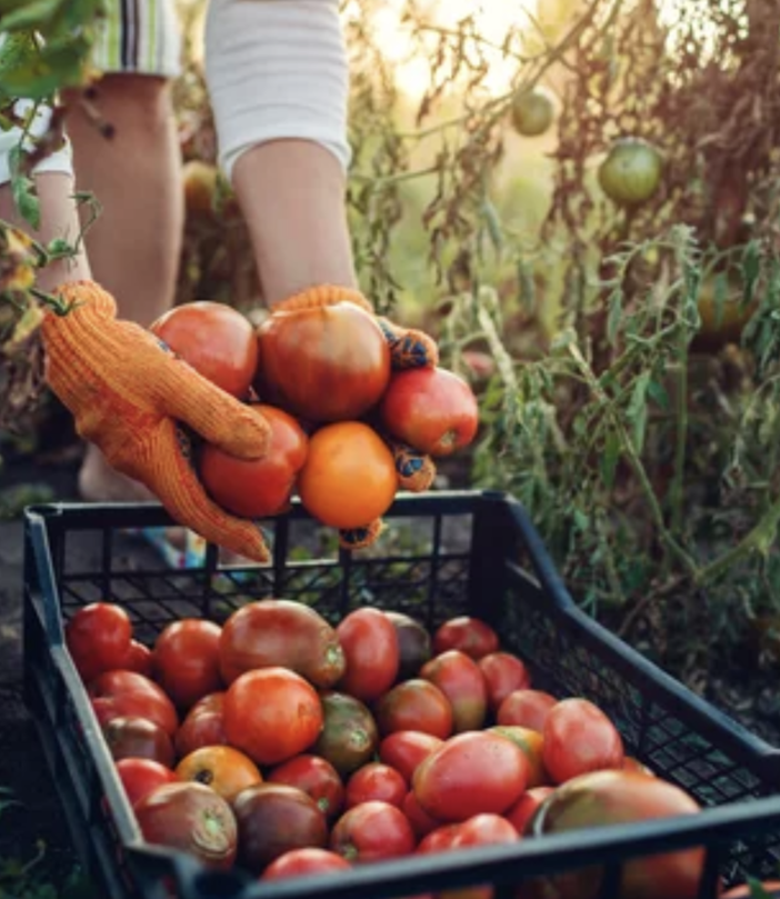 Psr Piemonte, prorogata la scadenza del bando per i giovani agricoltori