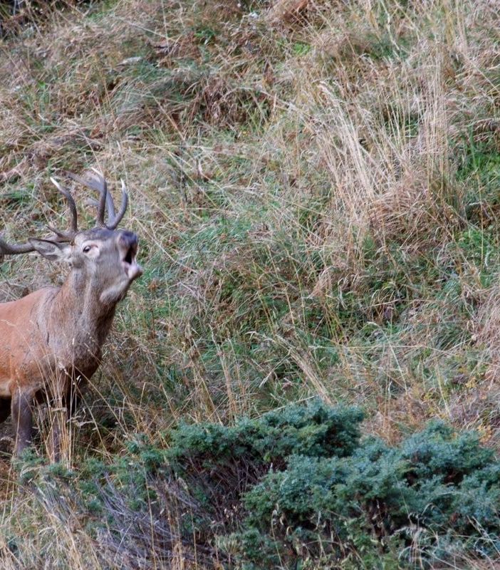 Minimo l'impatto della caccia su ambiente e fauna