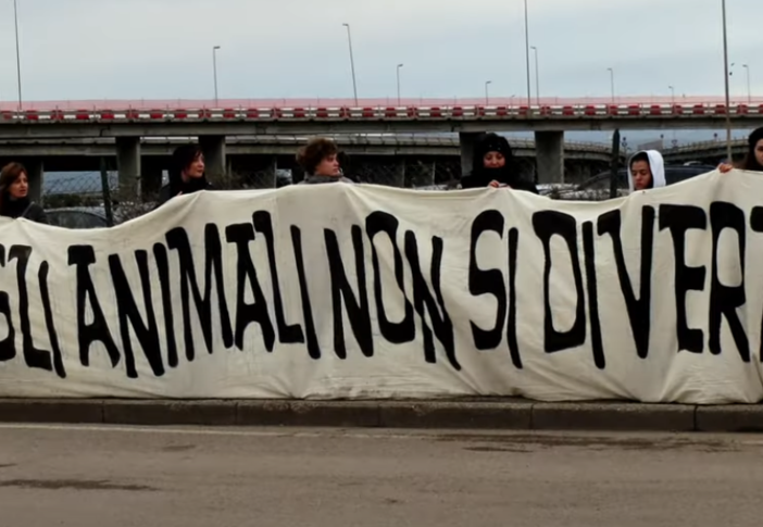 “L’ultimo spettacolo” arriva a Verbania: al cinema la storia della più grande liberazione di animali da un circo